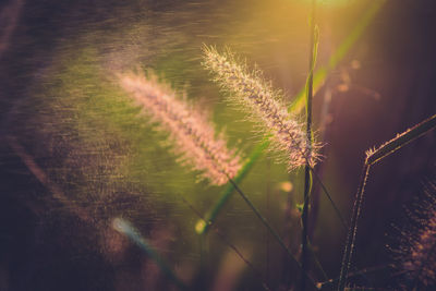 Close-up of water falling on flowering plant