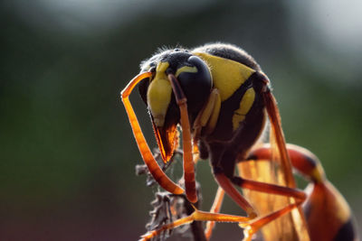 Close-up of insect