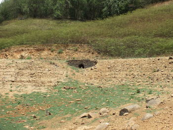 Scenic view of field