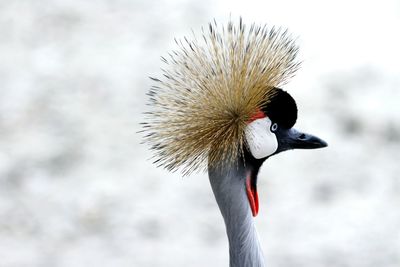 Close up of a bird