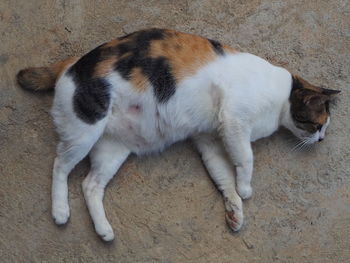 High angle view of cat sleeping on floor