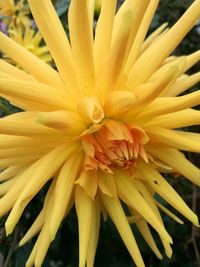 Close-up of yellow flowers blooming outdoors