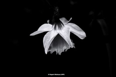 Close-up of flowering plant against black background