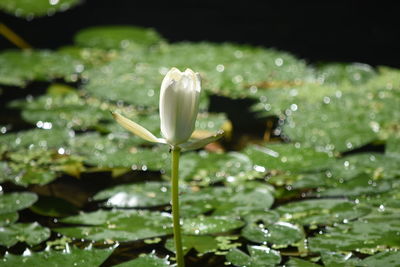 Close-up of water drops on flower