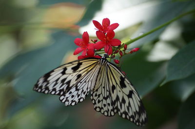 Close-up of butterfly on red flower