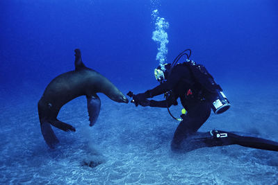 Female diver with a playful sea lion, santa barbara is., channel is.