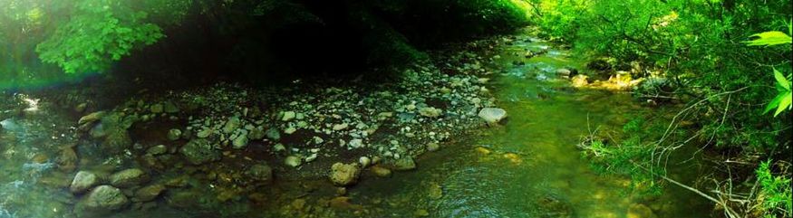 Plants growing in water