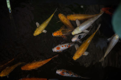 Close-up of koi fish in sea