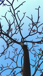Low angle view of tree against clear sky