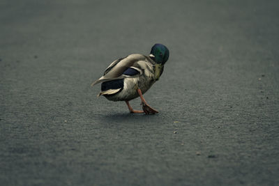 Bird perching on road