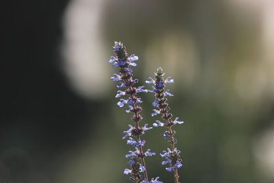 Close-up of purple flowering plant on field