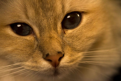 Close-up portrait of a cat