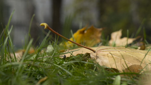 Close-up of grass