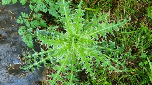 Plants growing on field