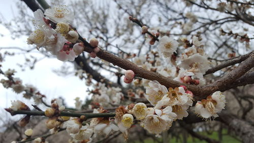 Close-up of cherry blossoms in spring