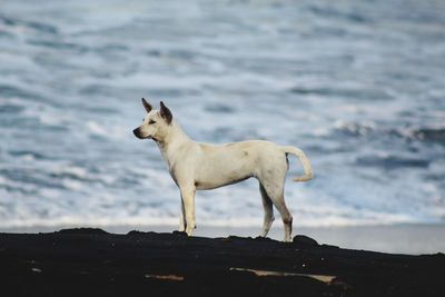Dog standing in the sea