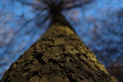 Low angle view of lizard on tree trunk