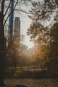 Trees by buildings against sky during autumn