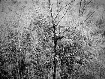 Bare tree in forest