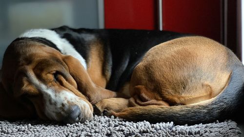 Close-up of dog - blues sleeping