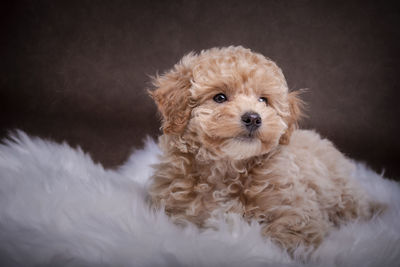 Close-up portrait of dog