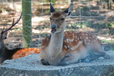 Deer in a zoo