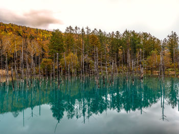 Scenic view of lake by trees against sky