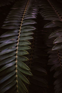 Close-up of succulent plant leaves at night