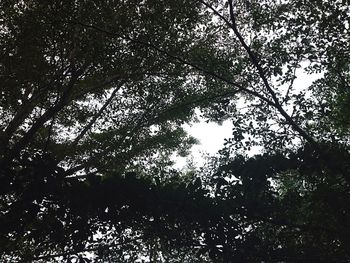 Low angle view of trees against sky