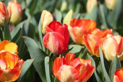 Close-up of red tulips