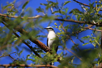 Low angle view of bird perching on tree