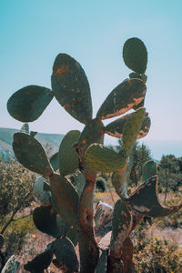 Close-up of prickly pear cactus on field against sky