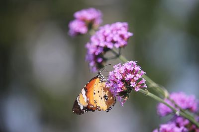 Close-up of butterfly pollinating on purple flower