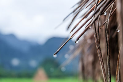 Close-up of water drops on thatched roof