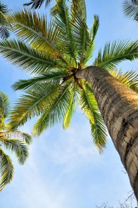 Low angle view of palm trees against blue sky