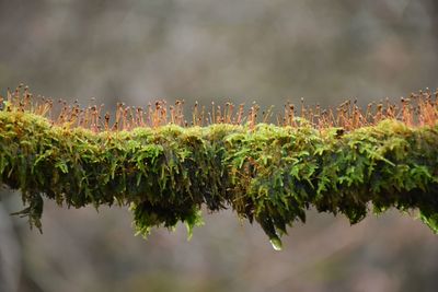 Close-up of wet mossy branch against blurred background 