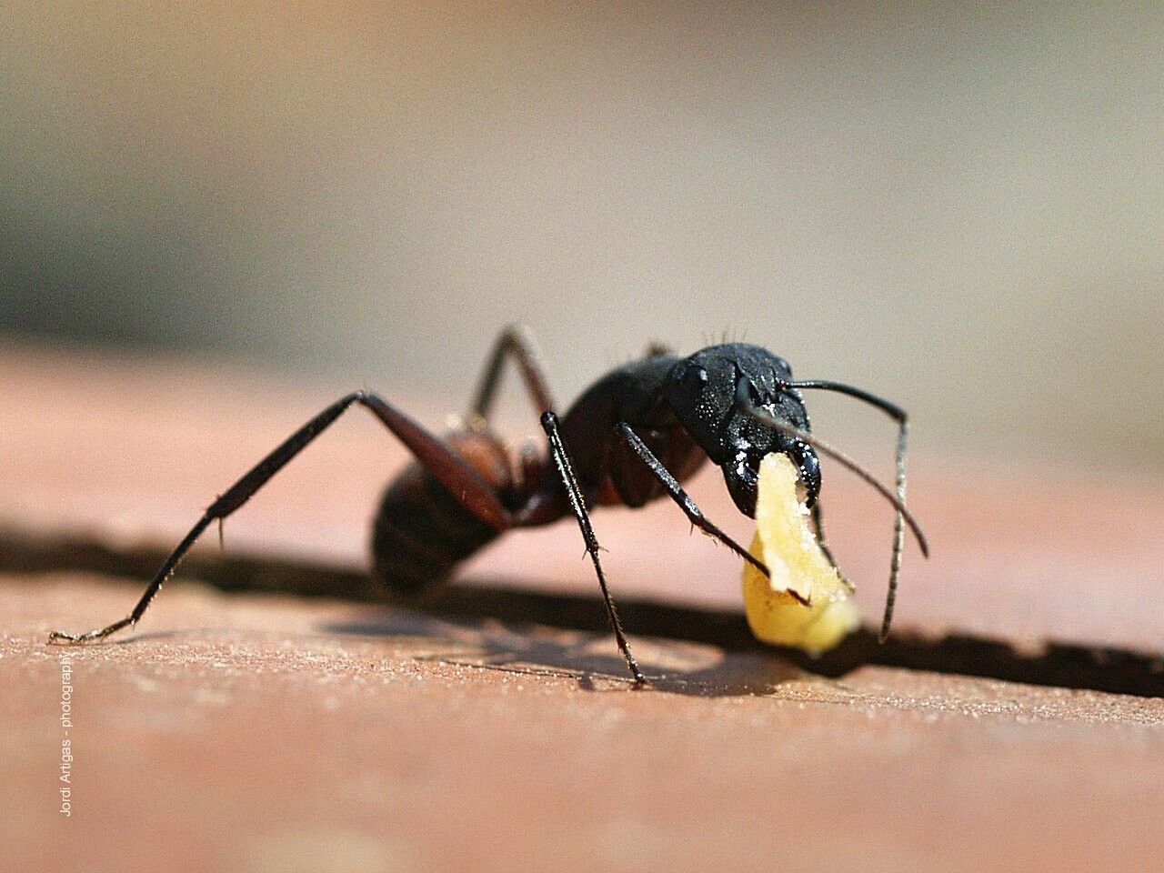 one animal, animal themes, insect, animals in the wild, close-up, wildlife, focus on foreground, animal antenna, selective focus, metal, outdoors, day, no people, nature, black color, zoology, sunlight, animal wing, animal markings, grasshopper