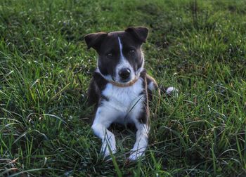 Portrait of dog on field