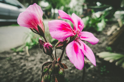 Close-up of pink flowering plant