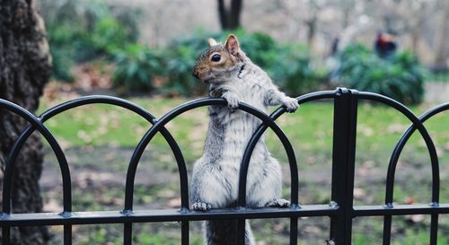 Close-up of squirrel on metal fence