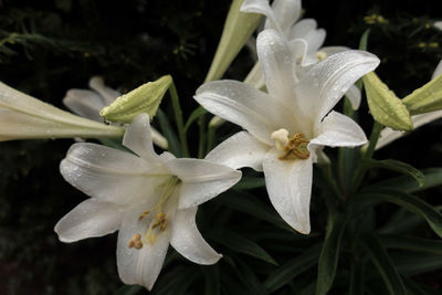 Close-up of white day lily blooming outdoors