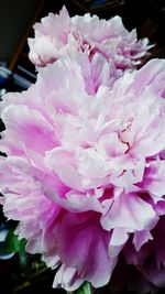 Close-up of pink flowers