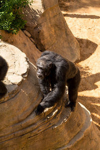 High angle view of chimpanzee on wood