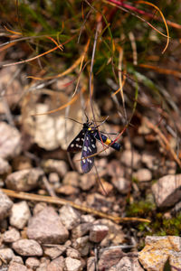 Close-up of insect