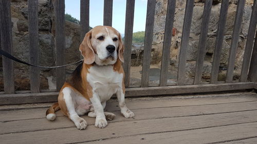 Portrait of dog sitting on wood