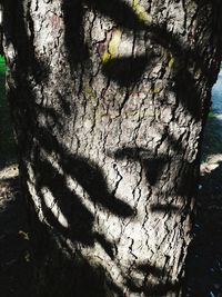 Close-up of tree trunk