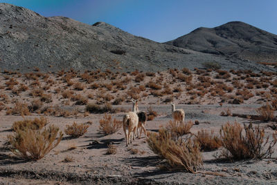 Scenic view of desert against mountain range