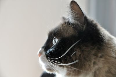 Close-up of a cat looking away