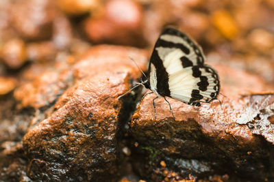 Close-up of butterfly on rock