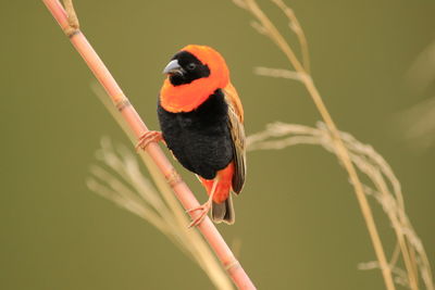 Close-up of bird perching on branch